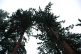 two towering trees